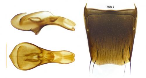 Réf. 274 084 : Nehemitropia lividipennis